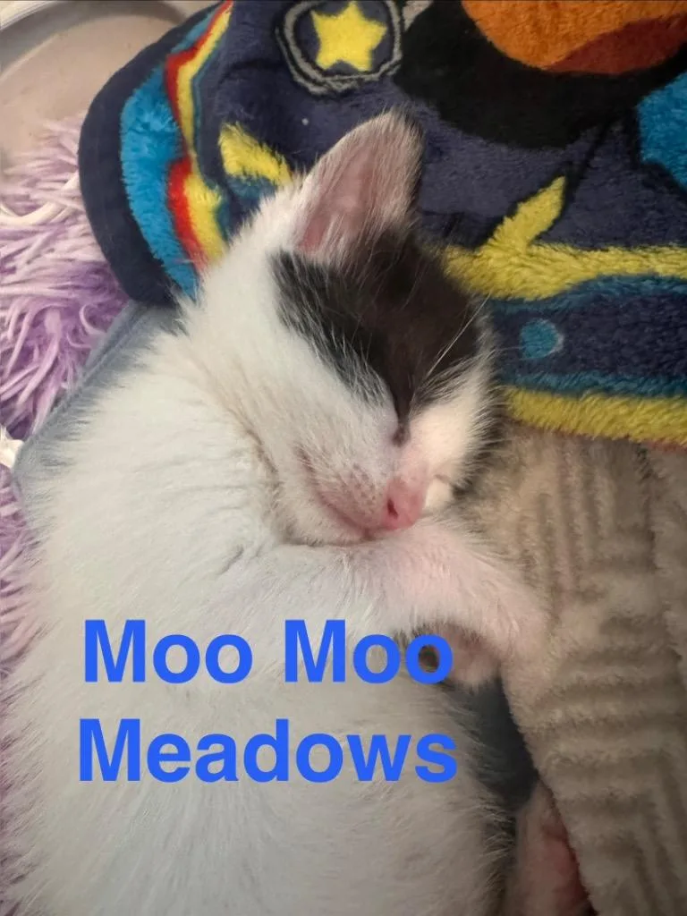 A baby small-sized male Domestic Short Hair cat named Moo Moo Meadows for adoption in Lewisville, TX