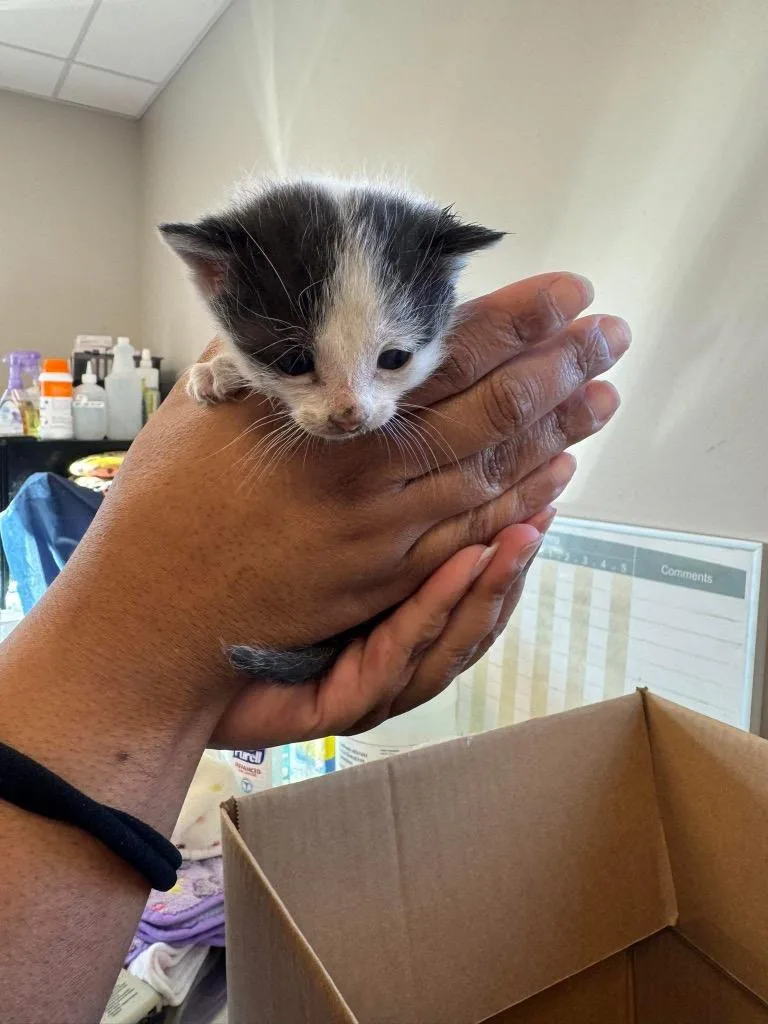 Moo Moo Meadows thumbnail 2