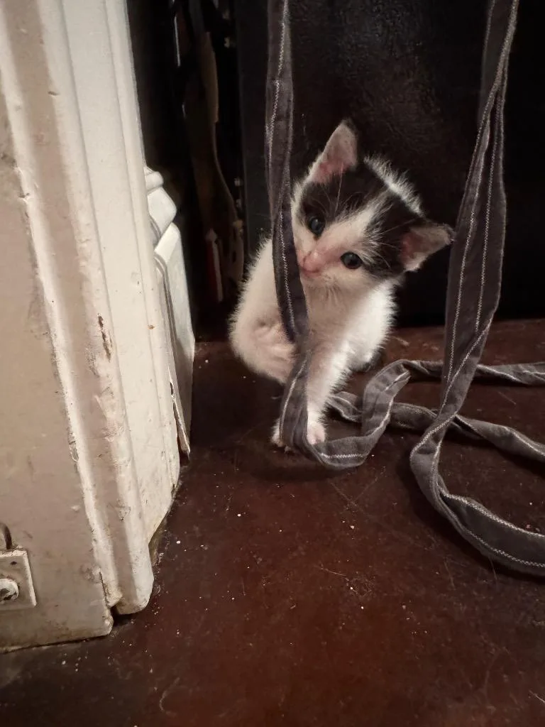 Moo Moo Meadows thumbnail 3