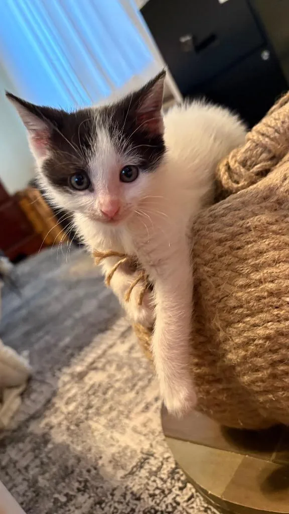 Moo Moo Meadows thumbnail 4