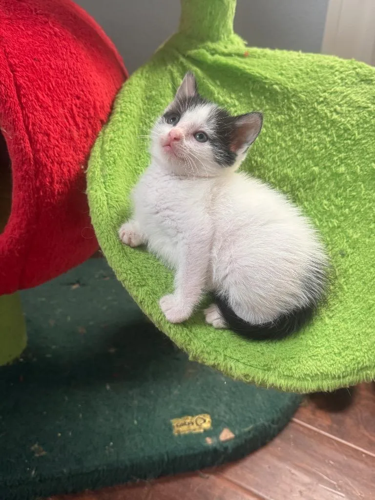 Moo Moo Meadows thumbnail 5