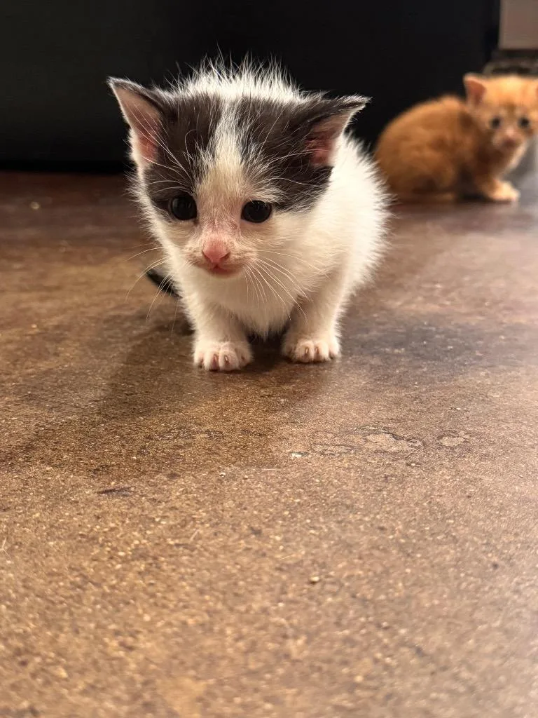 Moo Moo Meadows thumbnail 6