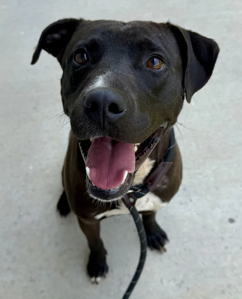 An adult large-sized male Black Labrador Retriever dog named Kovu for adoption in Lancaster, SC
