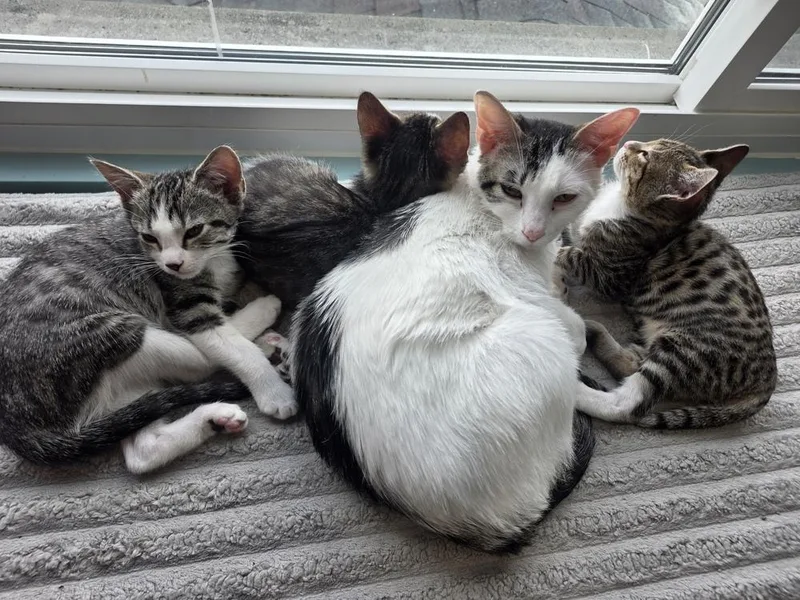 A baby small-sized female Gray & White Domestic Short Hair cat named Delilah for adoption in Chicago, IL