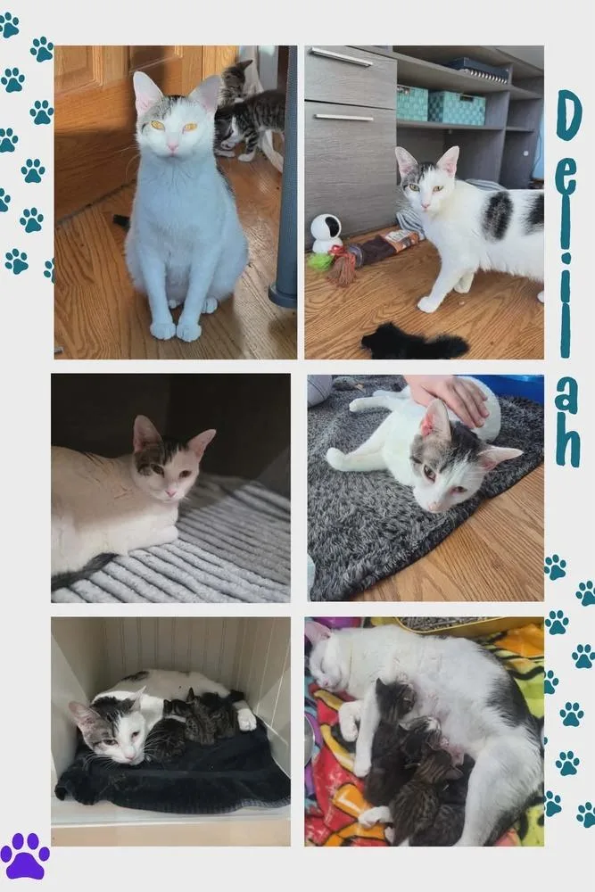 Delilah thumbnail 3