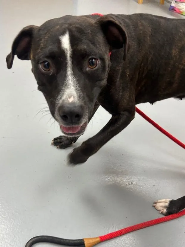 A young medium-sized female Pit Bull Terrier dog named Valley Girl for adoption in Hartsville, SC