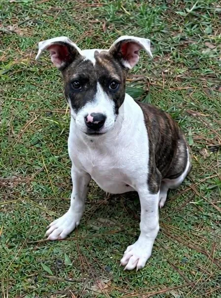 A young medium-sized female Jack Russell Terrier dog named Shirley for adoption in eufaula, AL
