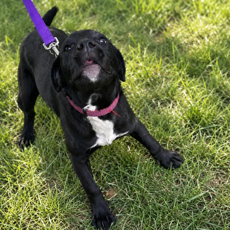 A baby medium-sized female Black Labrador Retriever dog named Hope for adoption in Wichita, KS