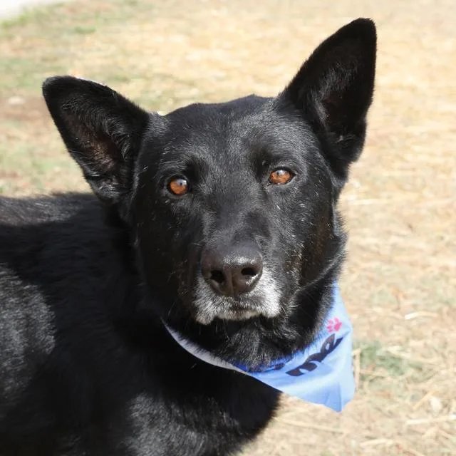 An adult large-sized male German Shepherd Dog dog named Jaxx for adoption in San Antonio, TX