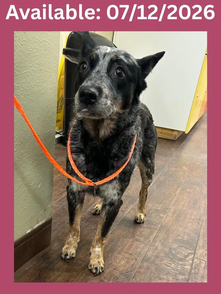 An adult medium-sized female Australian Cattle Dog / Blue Heeler dog named Dog Kennel for adoption in Greenville, TX