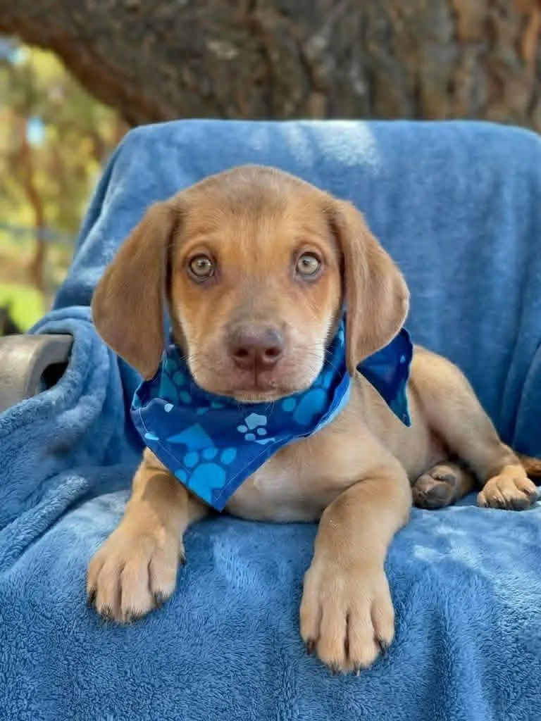 A baby large-sized male Doberman Pinscher dog named Red Bull for adoption in Anza, CA
