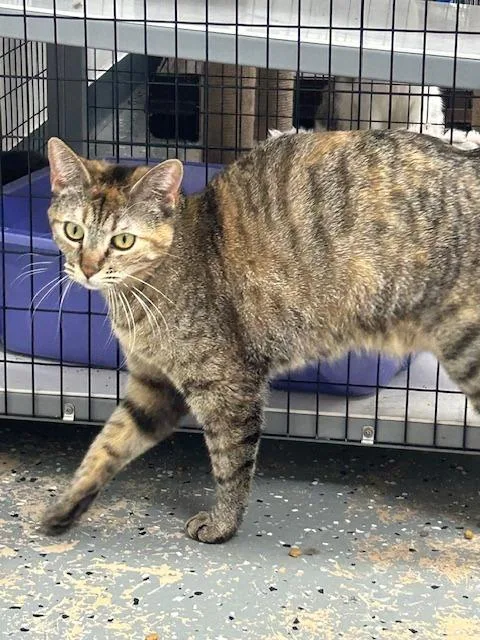 Lucybelle thumbnail 2