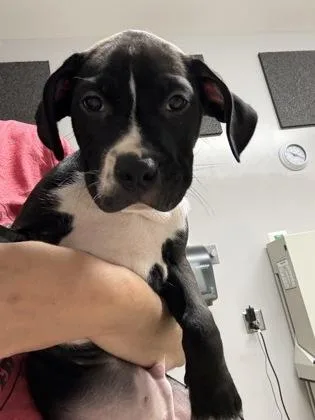 A baby small-sized male Pit Bull Terrier dog named Ziggy for adoption in Pequot Lakes, MN