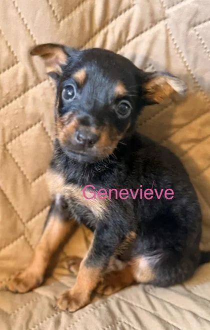 Genevieve
