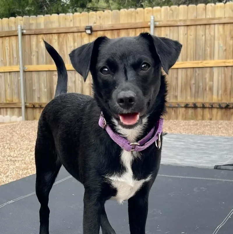 A baby medium-sized female Black Parson Russell Terrier dog named Indie for adoption in Warren, RI