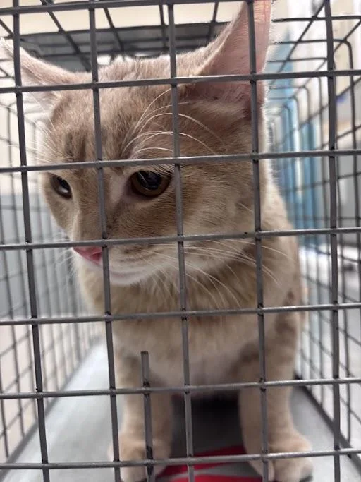 A young small-sized male Domestic Short Hair cat named Pochi for adoption in Las Vegas, NV