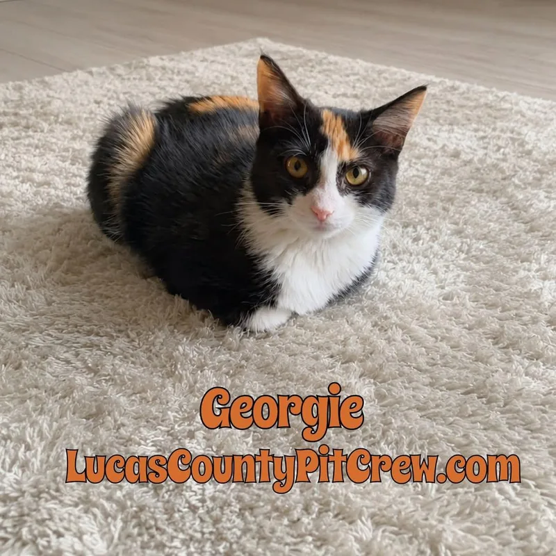 A baby medium-sized female Calico cat named Georgie for adoption in Toledo, OH