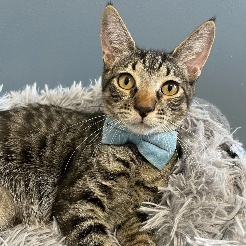 A young small-sized male Black Domestic Short Hair cat named Nicky for adoption in Howard beach, NY