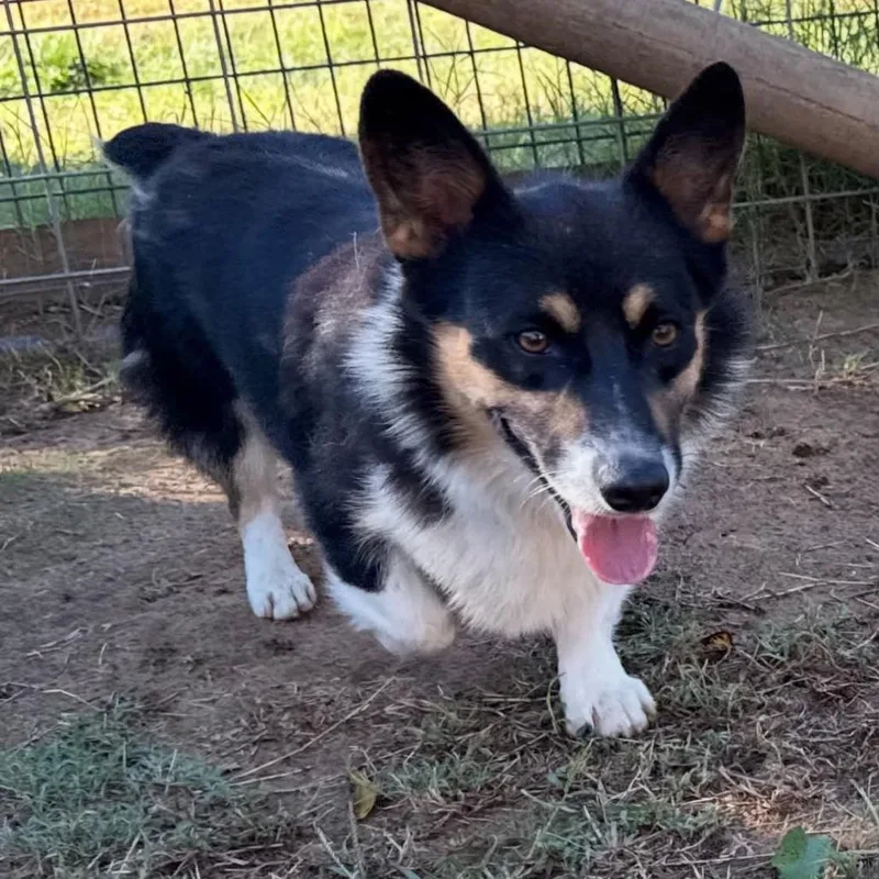 An adult medium-sized male White / Cream Corgi dog named Cowboy for adoption in Dover, AR