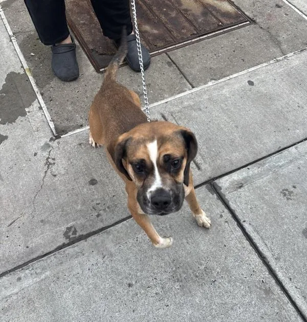 An adult medium-sized male Mixed Breed dog named Theodore for adoption in Ridgewood, NY