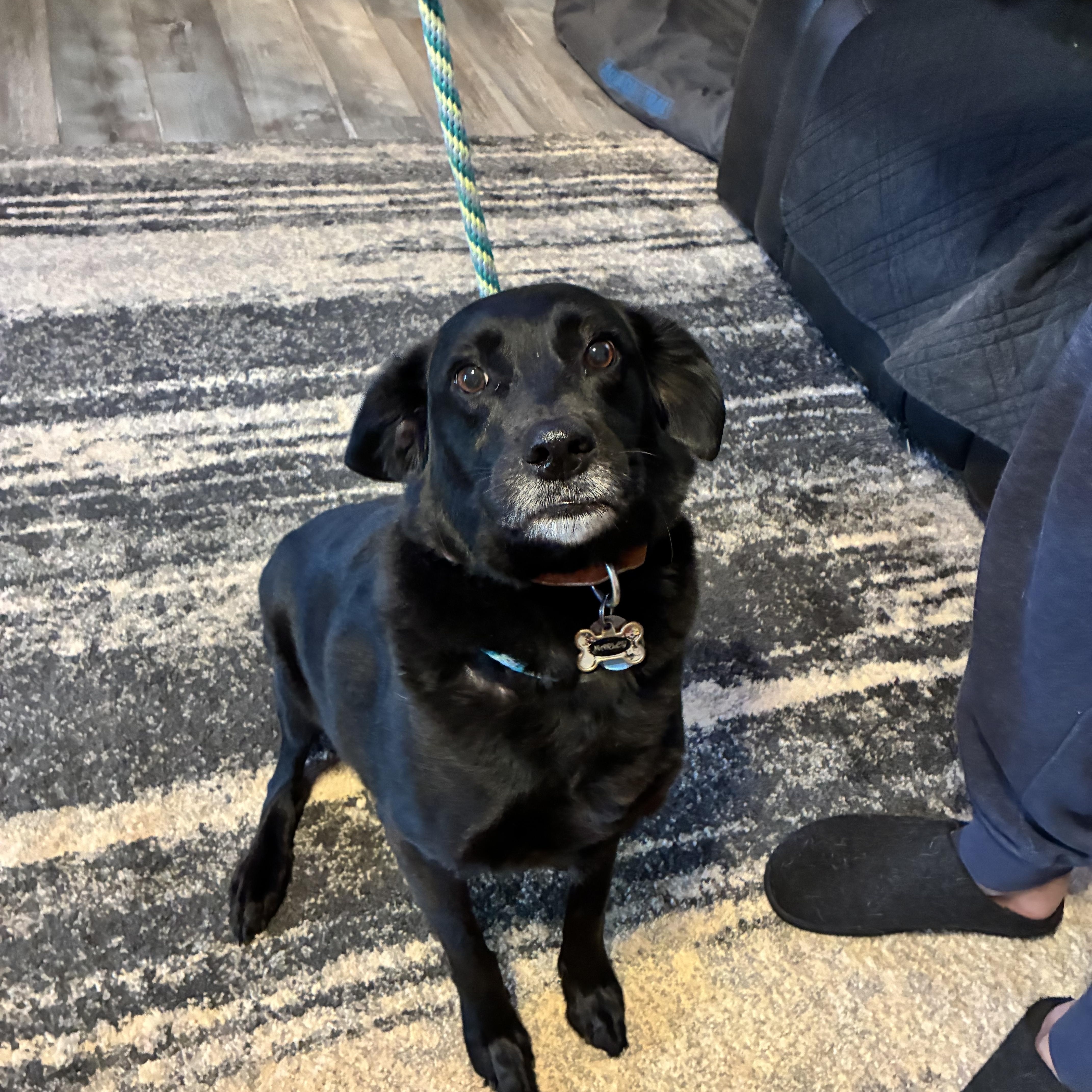 An adult medium-sized female Black Border Collie dog named Marley for adoption in Woodruff, SC