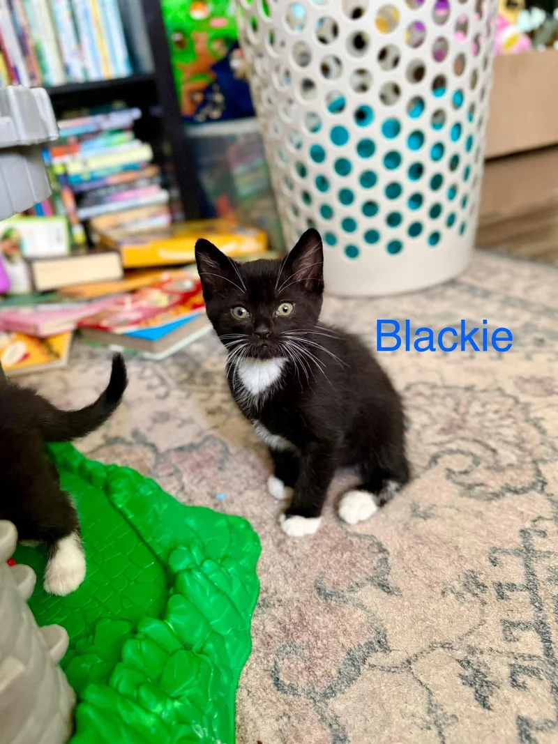Blackie