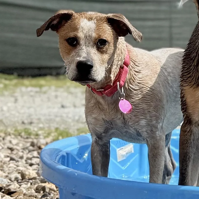 Wildflower  Roxy thumbnail 2