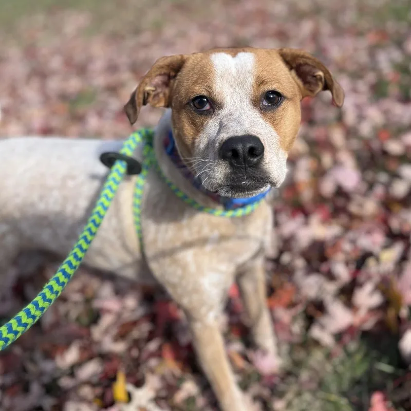 Wildflower  Roxy thumbnail 3