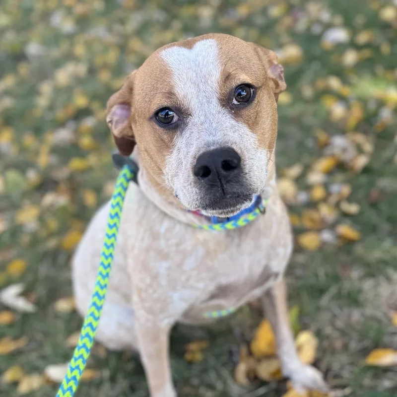 Wildflower  Roxy thumbnail 4