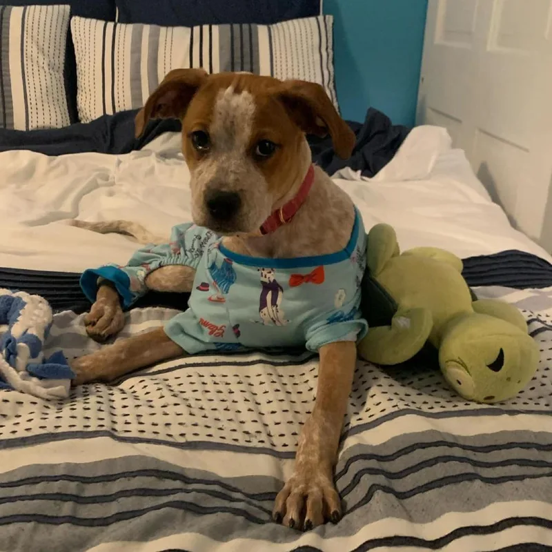 Wildflower  Roxy thumbnail 5