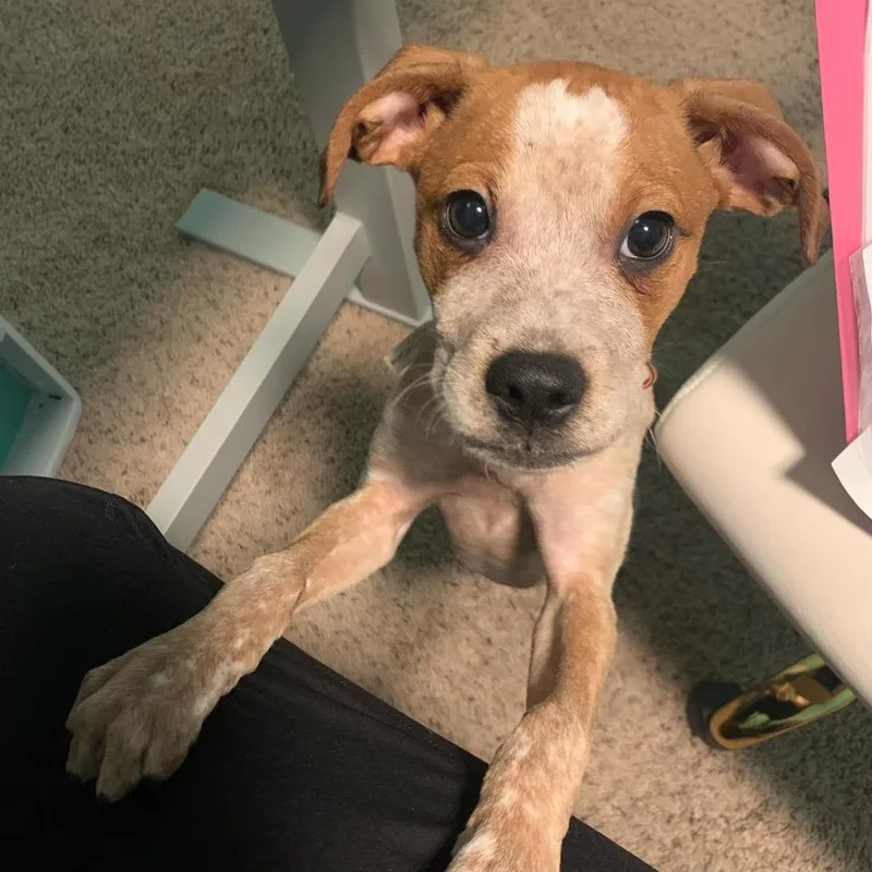 Wildflower  Roxy thumbnail 6