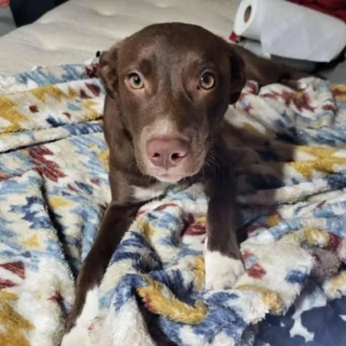 A young medium-sized female Chocolate Labrador Retriever dog named Coco for adoption in Andover, MA