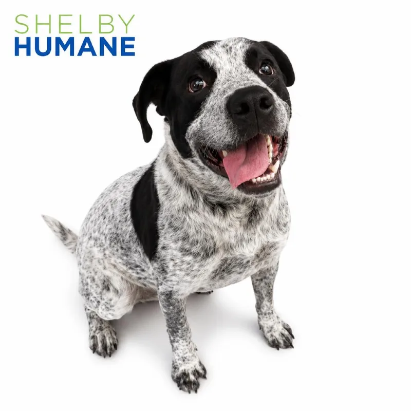 A young large-sized male Black Mixed Breed dog named Mr. Boris for adoption in Columbiana, AL