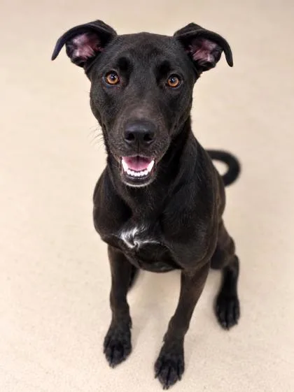 An adult medium-sized male Terrier dog named Jagger for adoption in Gulfport, MS