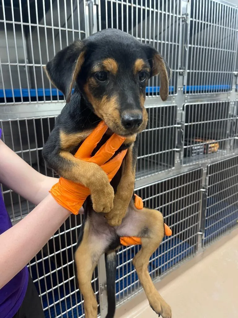 A baby medium-sized male Australian Cattle Dog / Blue Heeler dog named Spyro for adoption in Nacogdoches, TX