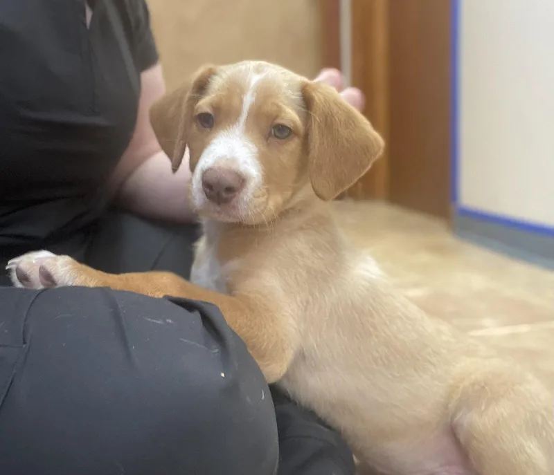 A young medium-sized male Mixed Breed dog named Deno for adoption in Raleigh, NC