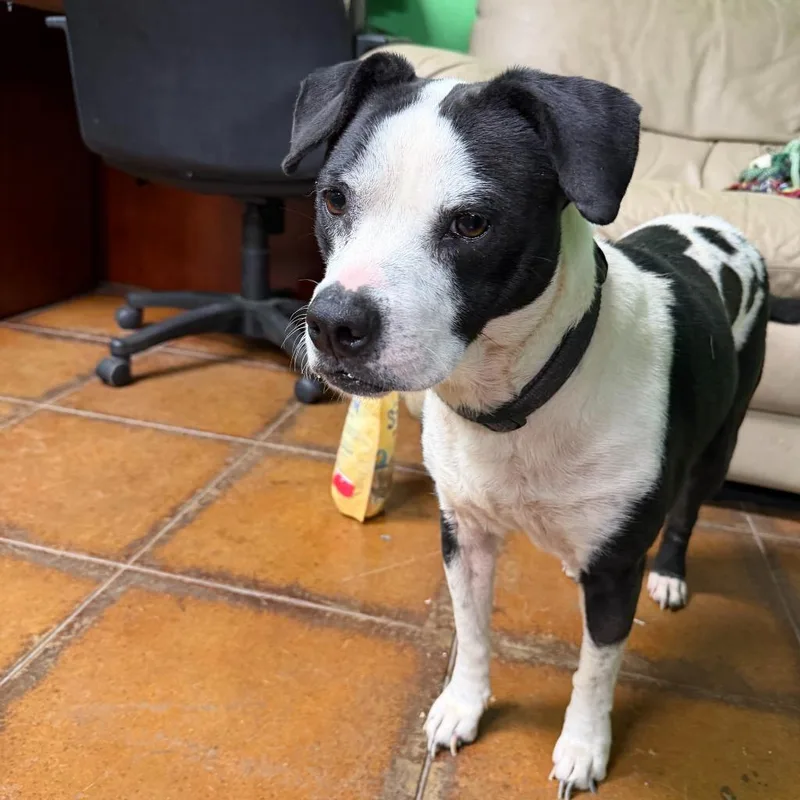 An adult medium-sized female Mixed Breed dog named Ruby Tuesday for adoption in Glen Rose, TX