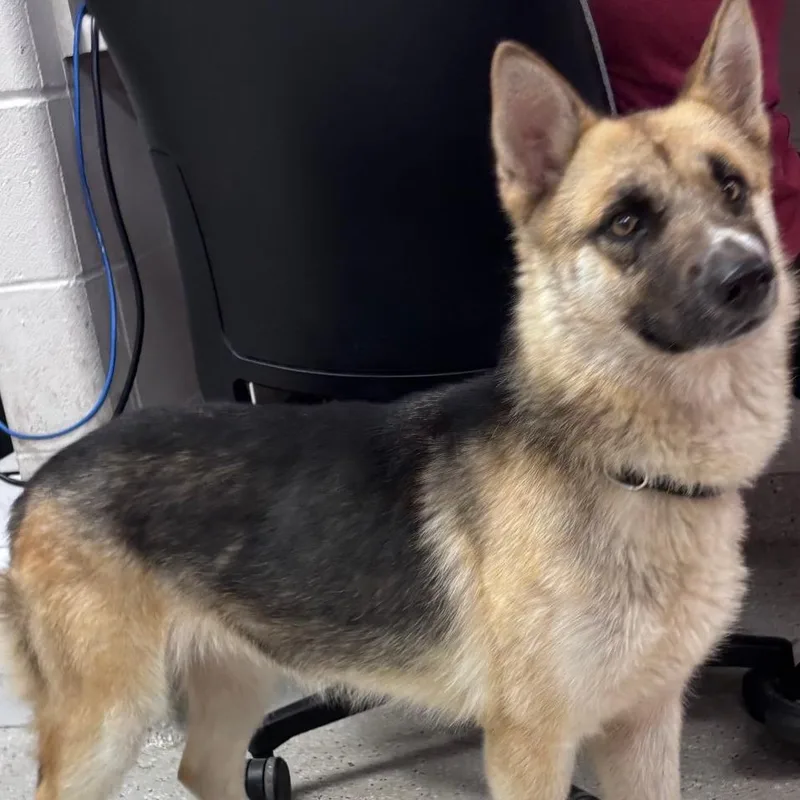 A baby medium-sized female Yellow / Tan / Blond / Fawn German Shepherd Dog dog named Enid for adoption in Indianapolis, IN