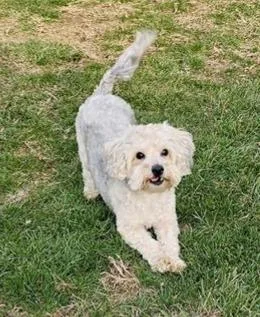An adult small-sized male Apricot / Beige Yorkshire Terrier dog named Zeke for adoption in Lancaster, PA