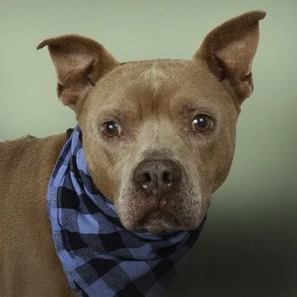 A senior medium-sized male Pit Bull Terrier dog named Grandpa Jasper for adoption in Stratham, NH