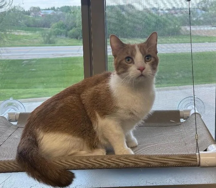 An adult medium-sized male Orange & White Domestic Short Hair cat named Charlie for adoption in Pella, IA