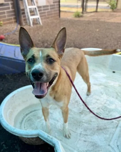 An adult large-sized female Mixed Breed dog named Goldie for adoption in Chamblee, GA