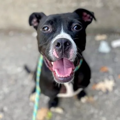 A young medium-sized female Mixed Breed dog named Cassidy for adoption in Miamitown, OH