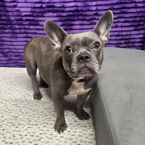 An adult small-sized female French Bulldog dog named Kallie  Home Visit for adoption in Hartland, WI
