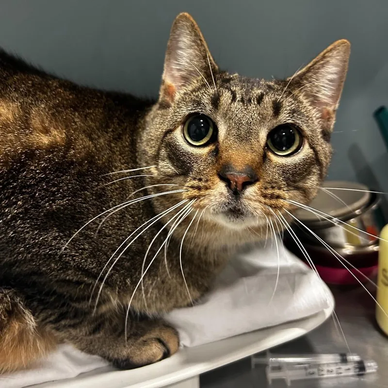 An adult large-sized male Brown / Chocolate Domestic Short Hair cat named Ying Yang for adoption in Novelty, OH