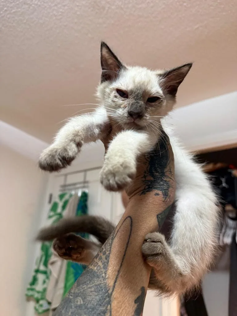 A baby large-sized male Siamese cat named Capicola for adoption in warrenville, SC