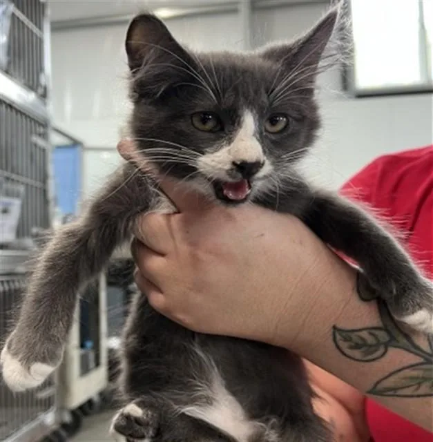 A baby small-sized male Domestic Long Hair cat named Cyborg for adoption in San Bernardino, CA