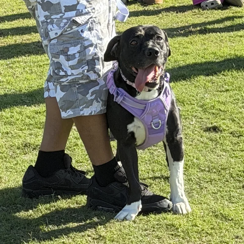 Bailey