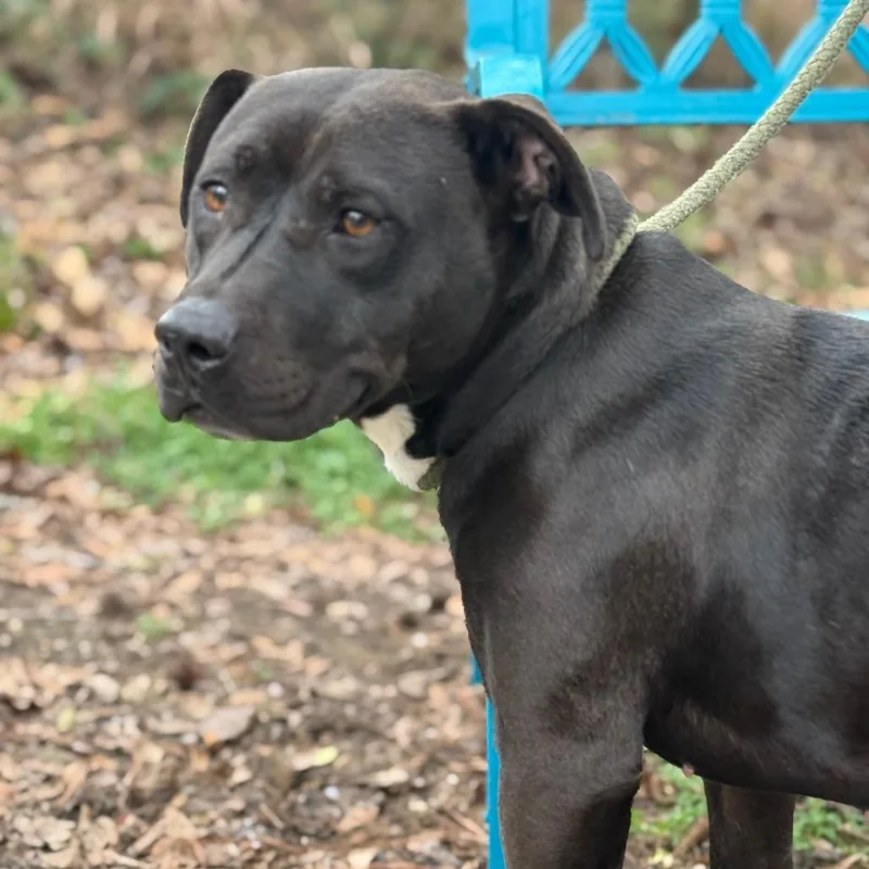 An adult medium-sized female Black Mixed Breed dog named Yams for adoption in Monroeville, AL