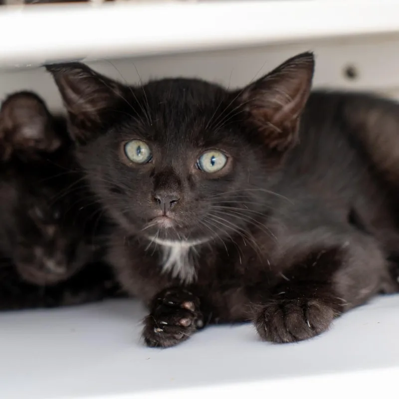 A baby small-sized male Black Domestic Short Hair cat named James for adoption in New York, NY
